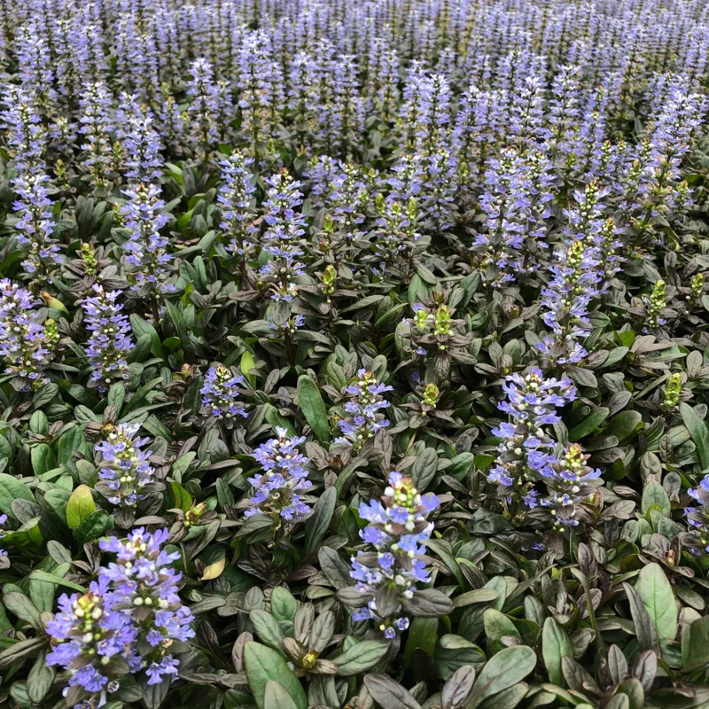 2 Chocolate Ajuga Live Plants – Fragrant Ground Cover Perennials in 3.5-Inch Pots, Perfect for Garden Designs