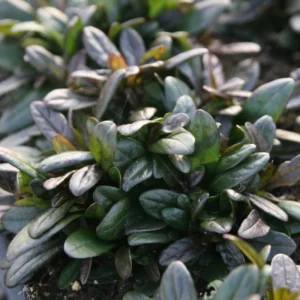 Set 3 Chocolate Ajuga Live Plants in 3.5-Inch Pot – Hardy Ground Cover for Stunning Garden Landscapes Indoor Outdoor