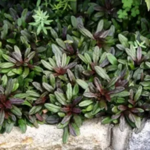 Set 3 Chocolate Ajuga Live Plants in 3.5-Inch Pot – Hardy Ground Cover for Stunning Garden Landscapes Indoor Outdoor