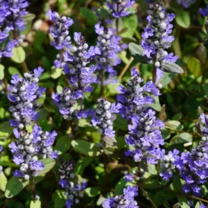 Set 3 Chocolate Ajuga Live Plants in 3.5-Inch Pot – Hardy Ground Cover for Stunning Garden Landscapes Indoor Outdoor