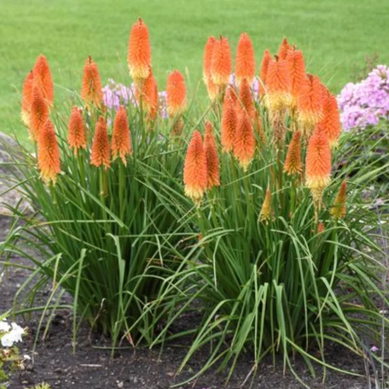 Red Hot Poker Lily Plants – Set of 4 Bareroot Kniphofia Perennials for Vibrant Garden Displays