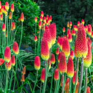 Red Hot Poker Lily Plants – Set of 4 Bareroot Kniphofia Perennials for Vibrant Garden Displays