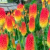 Kniphofia Red Hot Poker Plants – 2 Live Bareroot Perennials for Hardy Garden Borders and Flowerbeds