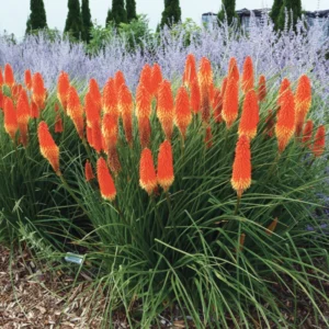 Kniphofia Red Hot Poker Plants – 2 Live Bareroot Perennials for Hardy Garden Borders and Flowerbeds