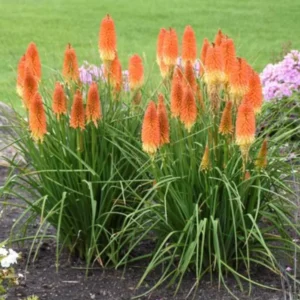 Kniphofia Red Hot Poker Plants – 2 Live Bareroot Perennials for Hardy Garden Borders and Flowerbeds