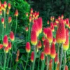 Kniphofia Red Hot Poker Plants – 2 Live Bareroot Perennials for Hardy Garden Borders and Flowerbeds