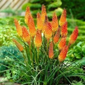 Kniphofia Red Hot Poker Plants – 2 Live Bareroot Perennials for Hardy Garden Borders and Flowerbeds