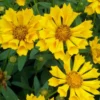 Single Yellow Coreopsis Plant Live – Tickseed Perennial Flowers in a 4-Inch Pot, Great for Garden Landscaping