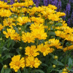 Single Yellow Coreopsis Plant Live – Tickseed Perennial Flowers in a 4-Inch Pot, Great for Garden Landscaping