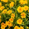 Yellow Coreopsis Live Plant – Tickseed Coreopsis Perennial Flower in 4-Inch Pot, Perfect for Outdoor Planting