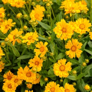 Yellow Coreopsis Live Plant – Tickseed Coreopsis Perennial Flower in 4-Inch Pot, Perfect for Outdoor Planting