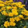 Yellow Coreopsis Live Plant – Tickseed Coreopsis Perennial Flower in 4-Inch Pot, Perfect for Outdoor Planting