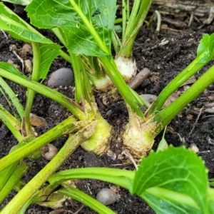 4Lbs Horseradish Bareroot Crowns – Fresh Live Horseradish Roots for Planting, Packed by Weight