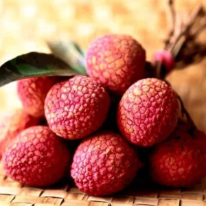 Sweet Lychee Tree Live Plant – 5 to 9 Inches Tall Litchi Fruit Tree for Outdoor Gardens (Zone 9-12)