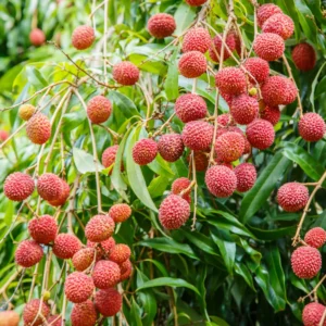 Sweet Lychee Tree Live Plant – 5 to 9 Inches Tall Litchi Fruit Tree for Outdoor Gardens (Zone 9-12)