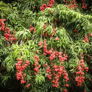Sweet Lychee Tree Live Plant – 5 to 9 Inches Tall Litchi Fruit Tree for Outdoor Gardens (Zone 9-12)