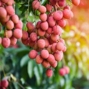 Lychee Tree Live Plant – Sweet Litchi Fruit Tree 5-9 Inches Tall, Perfect for Outdoor Growing in Zones 9-12