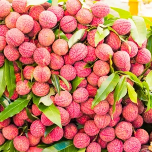 Lychee Tree Live Plant – Sweet Litchi Fruit Tree 5-9 Inches Tall, Perfect for Outdoor Growing in Zones 9-12