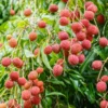 Lychee Tree Live Plant – Sweet Litchi Fruit Tree 5-9 Inches Tall, Perfect for Outdoor Growing in Zones 9-12