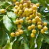 Sweet Longan Tree Live Plant – 5 to 9 Inches Tall, Perfect for Outdoor Growing and Fresh Longan Fruit Harvest
