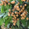 Sweet Longan Tree Live Plant – 5 to 9 Inches Tall, Perfect for Outdoor Growing and Fresh Longan Fruit Harvest