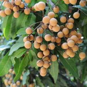 Sweet Longan Tree Live Plant – 5 to 9 Inches Tall, Perfect for Outdoor Growing and Fresh Longan Fruit Harvest