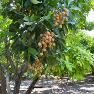 Sweet Longan Tree Live Plant – 5 to 9 Inches Tall, Perfect for Outdoor Growing and Fresh Longan Fruit Harvest