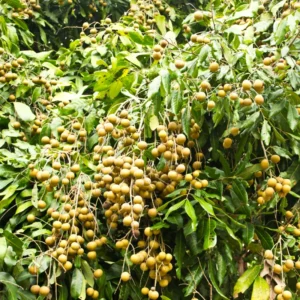 Longan Plant Live – Hardy Longan Tree for Outdoor Fruit Cultivation, 5-9 Inches Tall