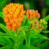 5 Asclepias Tuberosa Live Plant Roots, Milkweed Plants Bulbs, Milkweed Plants Rooted For Butterflies