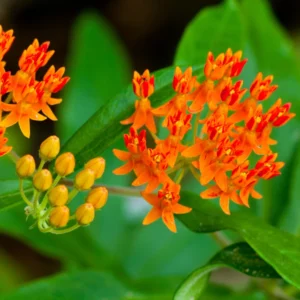 5 Asclepias Tuberosa Live Plant Roots, Milkweed Plants Bulbs, Milkweed Plants Rooted For Butterflies