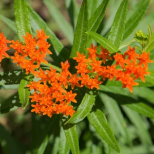 5 Asclepias Tuberosa Live Plant Roots, Milkweed Plants Bulbs, Milkweed Plants Rooted For Butterflies