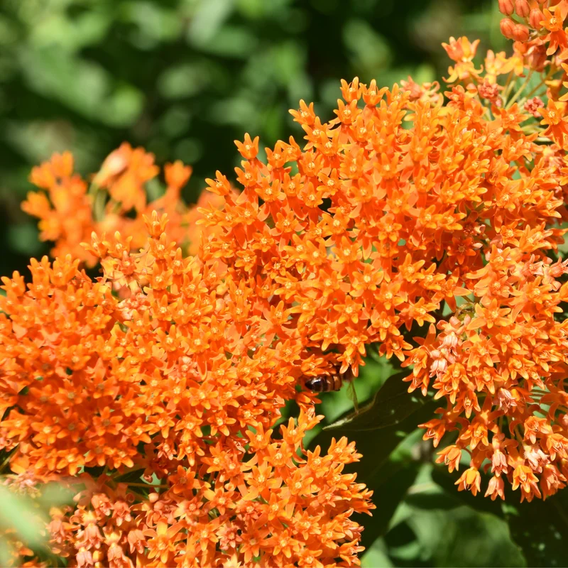 3 Asclepias Tuberosa, Asclepias Tuberosa Root Bulbs, Milkweed Plants Live Roots