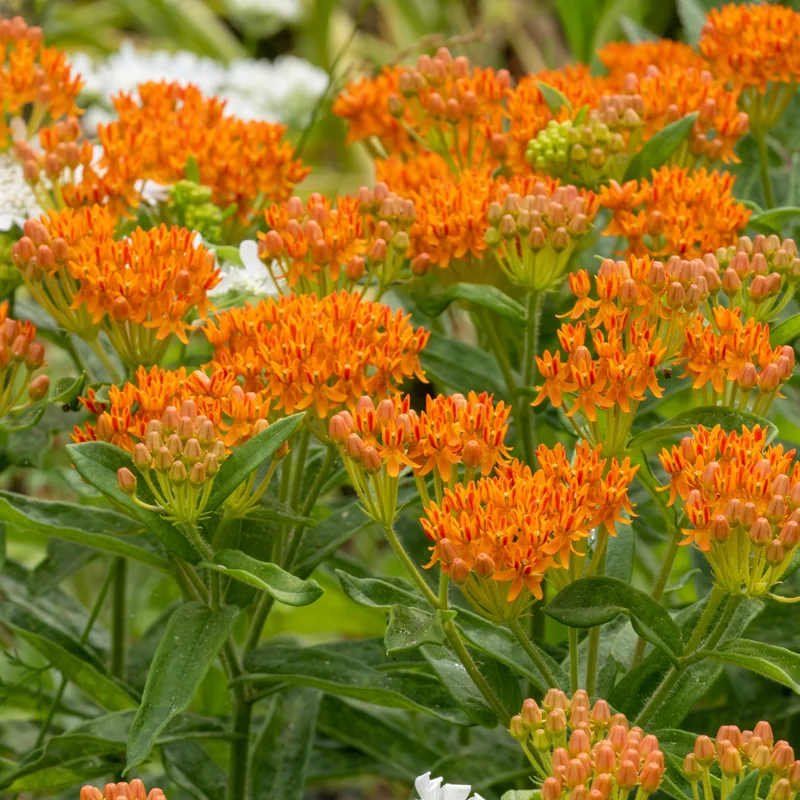 3 Asclepias Tuberosa, Asclepias Tuberosa Root Bulbs, Milkweed Plants Live Roots