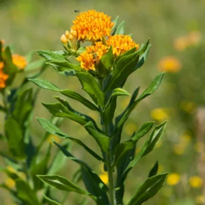 3 Asclepias Tuberosa, Asclepias Tuberosa Root Bulbs, Milkweed Plants Live Roots