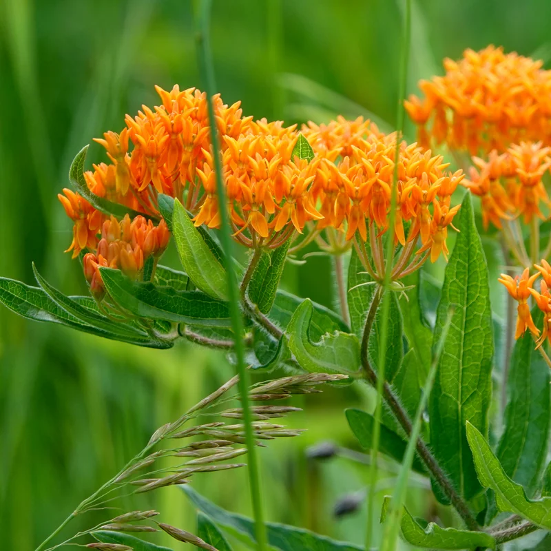 3 Asclepias Tuberosa, Asclepias Tuberosa Root Bulbs, Milkweed Plants Live Roots