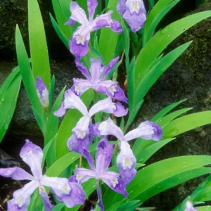 3 Dwarf Iris Bulbs Bare Roots, Blue Iris Flowers Roots, Iris Plants Bare Roots
