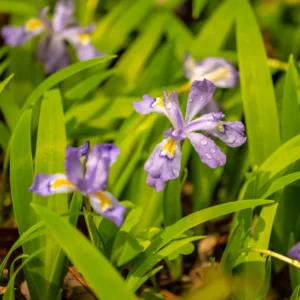 3 Dwarf Iris Bulbs Bare Roots, Blue Iris Flowers Roots, Iris Plants Bare Roots