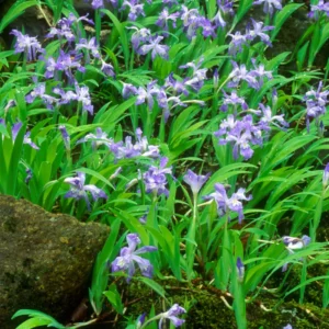 10 Iris Bulbs, Dwarf Iris Bulbs For Spring Planting, Iris Flower Bare Roots