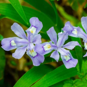 10 Iris Bulbs, Dwarf Iris Bulbs For Spring Planting, Iris Flower Bare Roots