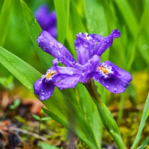 15 Dwarf Iris Bulbs For Spring To Fall Planting, Flower Bulbs Dwarf Iris Blue, Bulk Dwarf Iris Bare Roots
