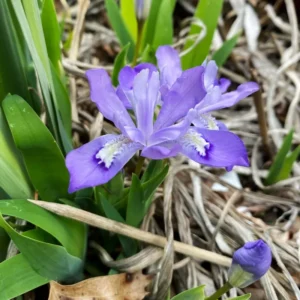 15 Dwarf Iris Bulbs For Spring To Fall Planting, Flower Bulbs Dwarf Iris Blue, Bulk Dwarf Iris Bare Roots