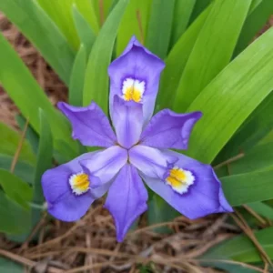 10 Iris Bulbs, Dwarf Iris Bulbs For Spring Planting, Iris Flower Bare Roots