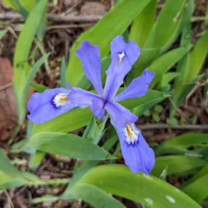 10 Iris Bulbs, Dwarf Iris Bulbs For Spring Planting, Iris Flower Bare Roots