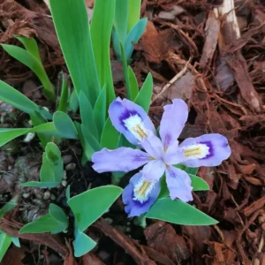 10 Iris Bulbs, Dwarf Iris Bulbs For Spring Planting, Iris Flower Bare Roots