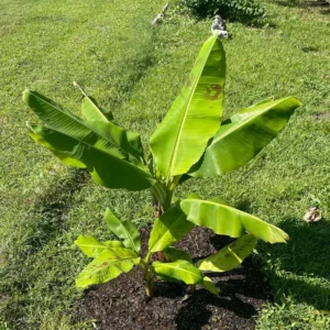 3 Dwarf Banana Plant, Cavendish Plant Banana Tree Hardy, Banana Tree From 4 Inches Height No Pot