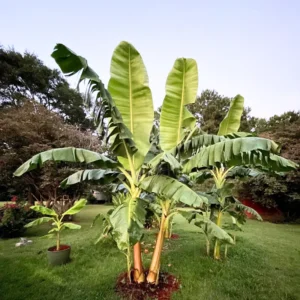 3 Dwarf Banana Plant, Cavendish Plant Banana Tree Hardy, Banana Tree From 4 Inches Height No Pot