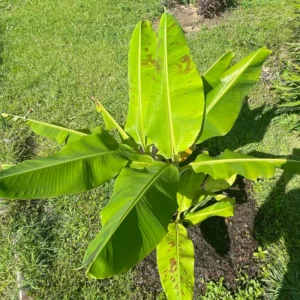 3 Dwarf Banana Plant, Cavendish Plant Banana Tree Hardy, Banana Tree From 4 Inches Height No Pot