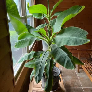 3 Dwarf Banana Plant, Cavendish Plant Banana Tree Hardy, Banana Tree From 4 Inches Height No Pot