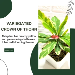 Euphorbia Milii Plant, Rare Crown Of Thorn Plant 4 Inches Potted, Variegated Euphorbia Flowering Cactus Plant