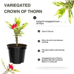 Euphorbia Milii Plant, Rare Crown Of Thorn Plant 4 Inches Potted, Variegated Euphorbia Flowering Cactus Plant